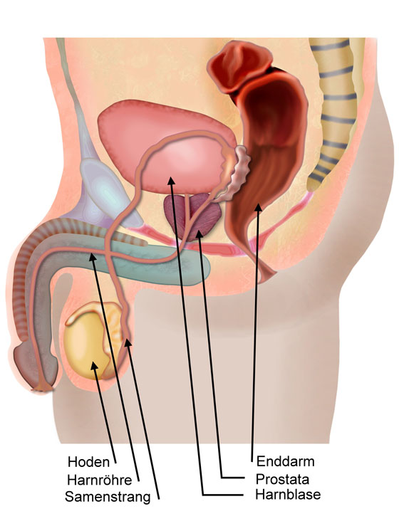 "Urologische" Organe der Männer